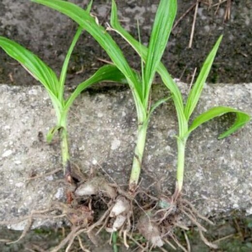 农之福白芨种植技术,白芨根种苗价格